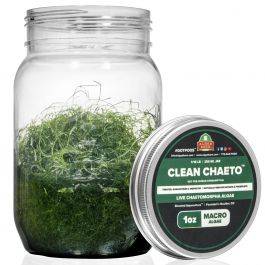 CleanChaeto – Recent Chaetomorpha Algae