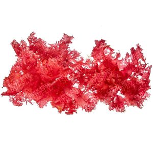 ORA Dragon’s Breath Macroalgae (10g)